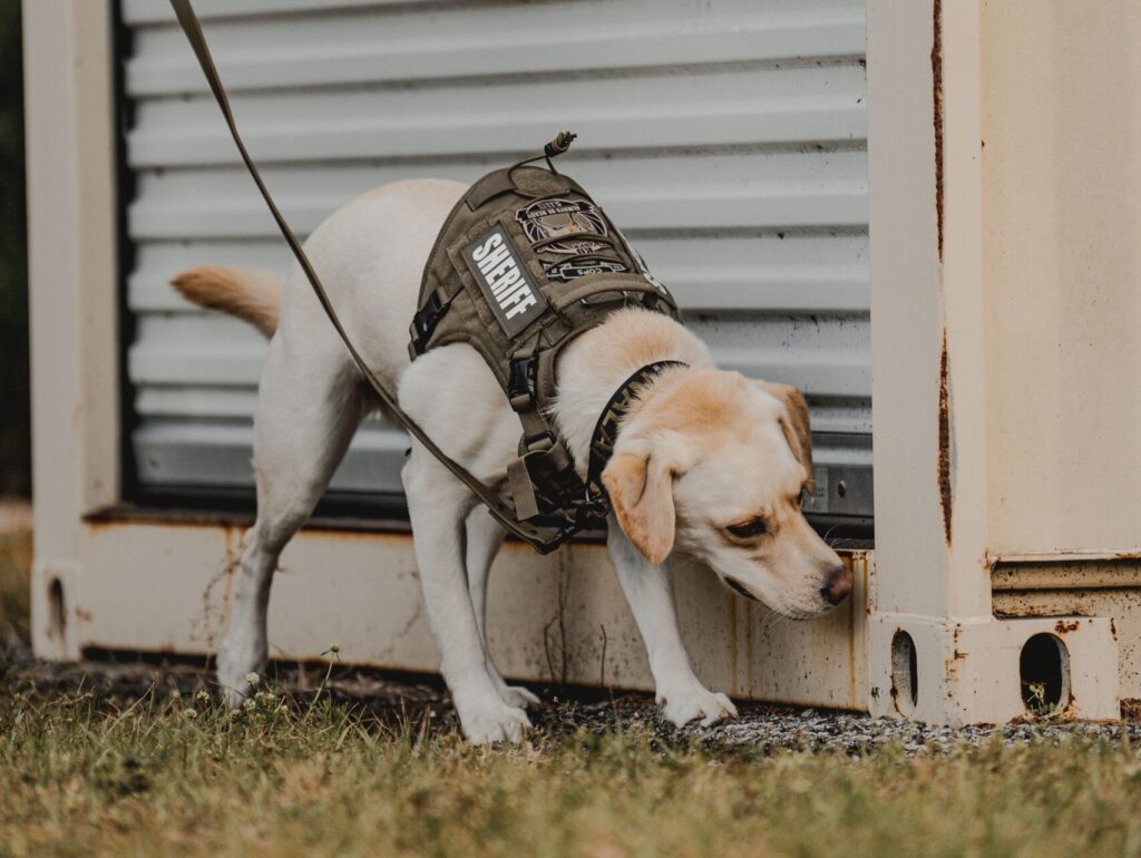 A Yellow lab searching for contraband